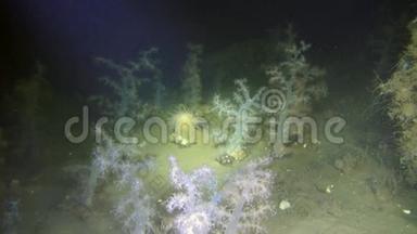 专属软珊瑚水下白海..